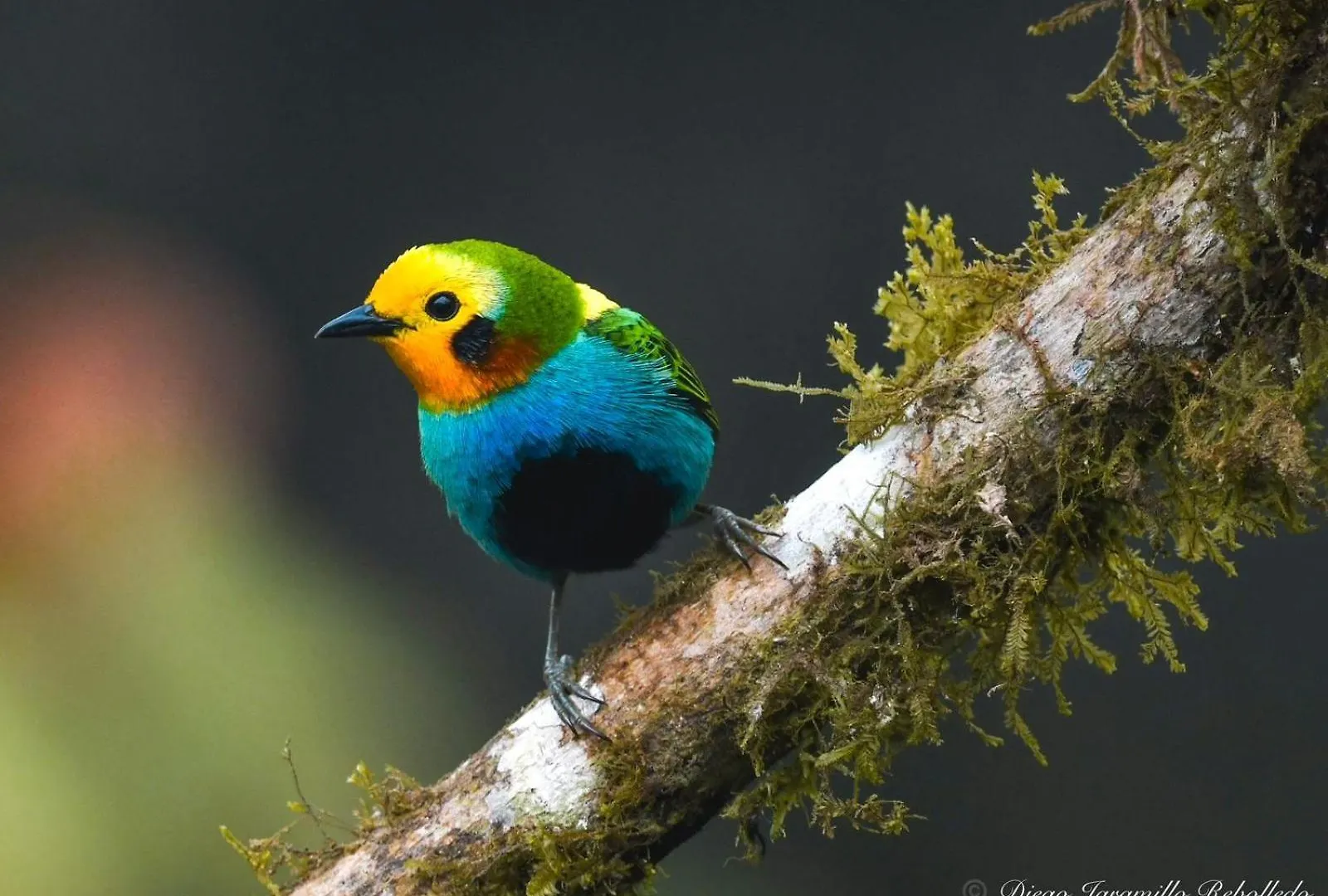 San Felipe Lodge. Birding And Wellness Cali