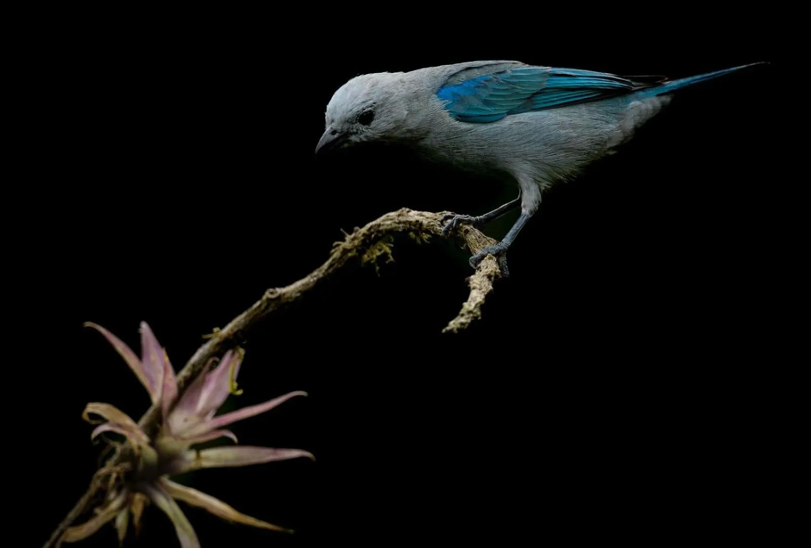 San Felipe Lodge. Birding And Wellness Cali Lodge