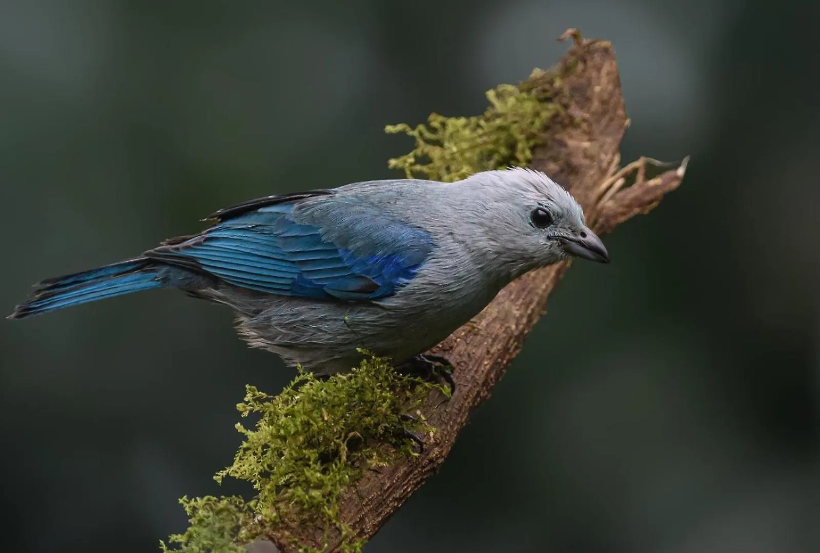 Lodge San Felipe Lodge. Birding And Wellness Cali Colombia