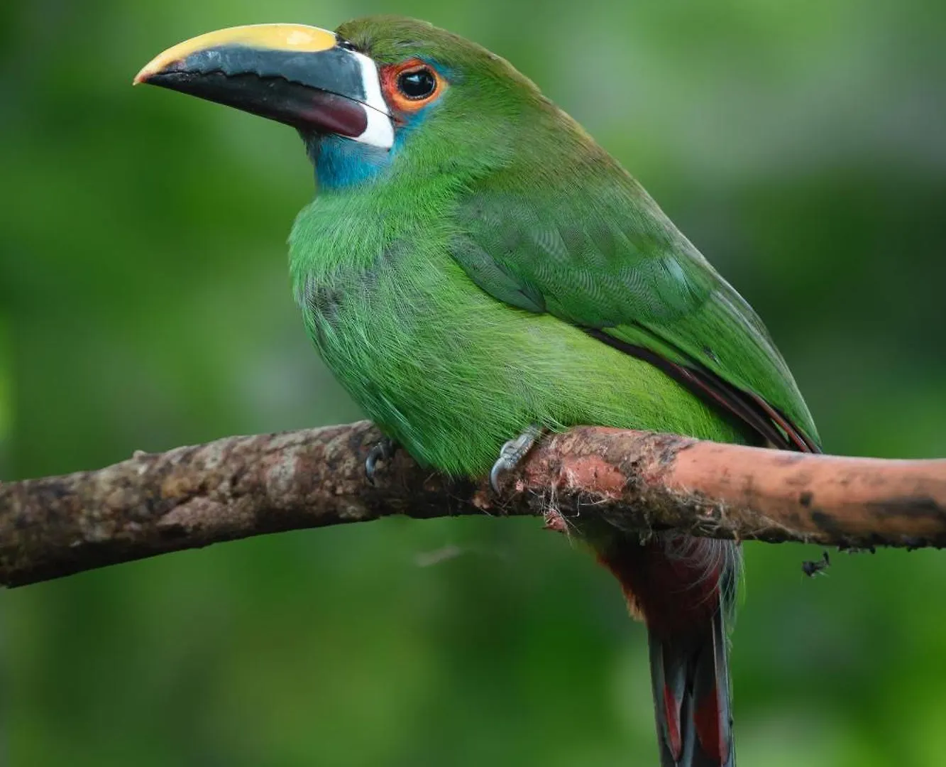 San Felipe Lodge. Birding And Wellness Cali 0*,  Colombia