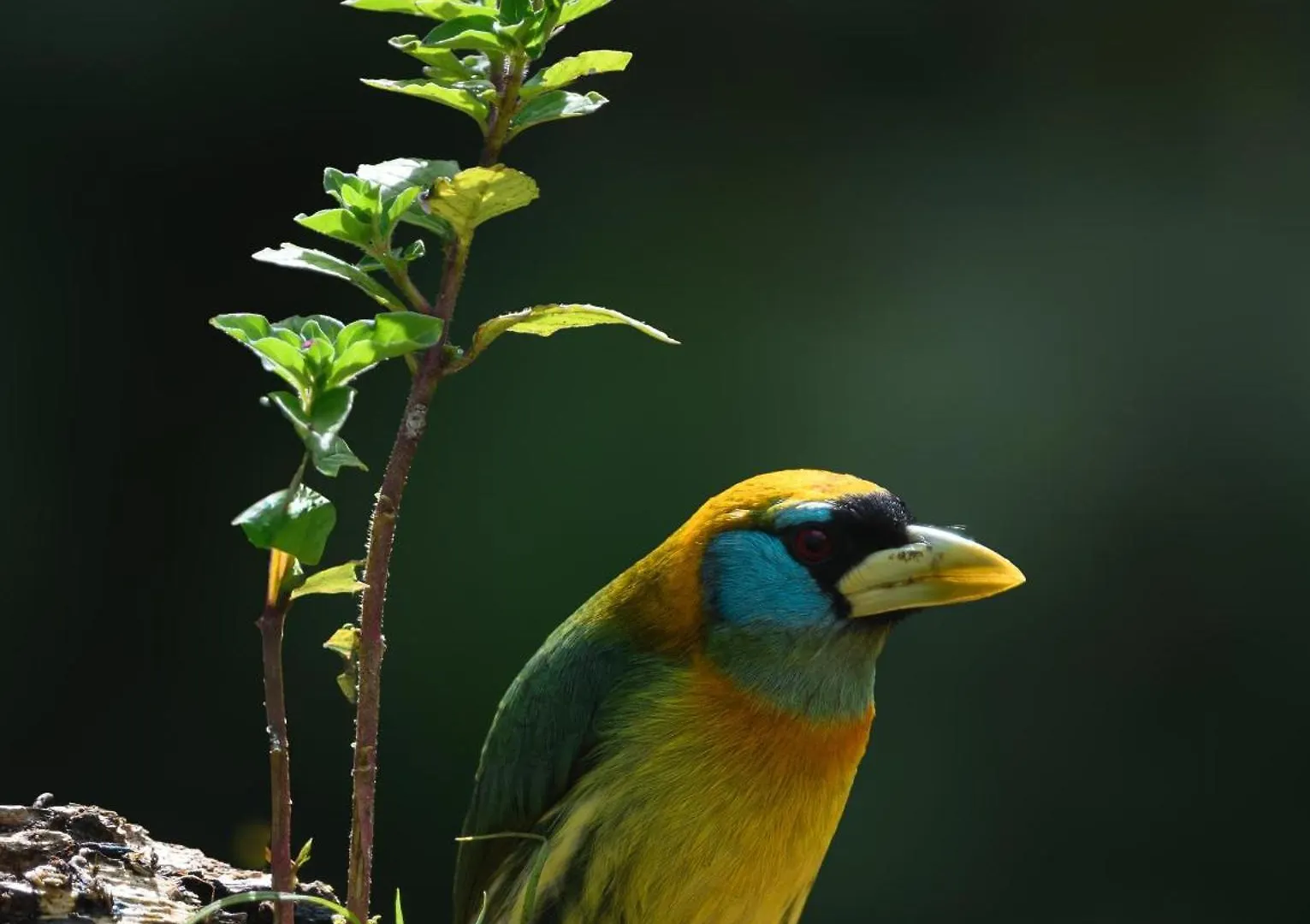 אכסניה קאלי San Felipe Lodge. Birding And Wellness