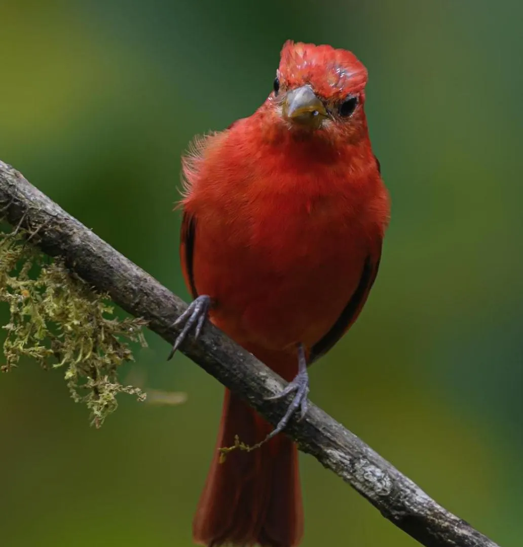 Lodge San Felipe Lodge. Birding And Wellness Cali
