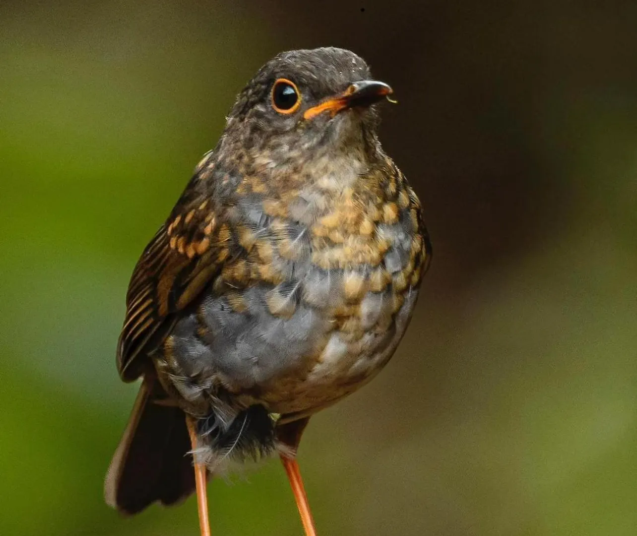 San Felipe Lodge. Birding And Wellness Cali Lodge